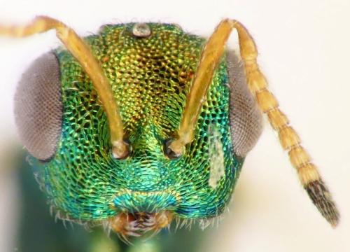 Pezilepsis dentifera